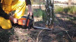 Leaf Removal in Bellevue, IL